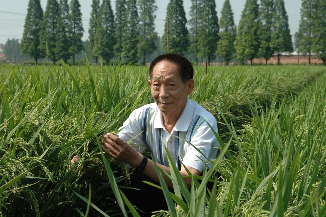 55年前，袁隆平這個(gè)"叛逆"結(jié)論，跨過(guò)"禁區(qū)"